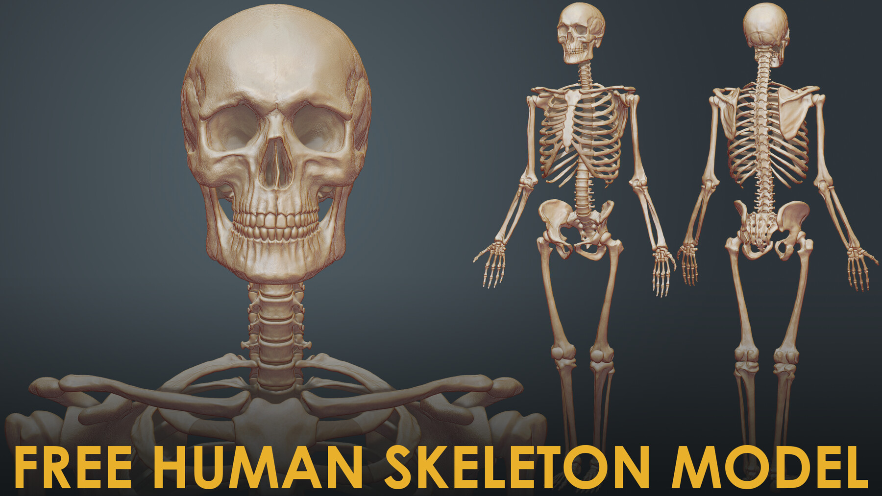 Включи скелет 3. Опыты: скелет человека. Скелет человека красивый. Скелет человека интерактивная модель. Build your own Human Skeleton.