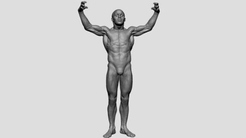 Male Anatomy Printable v2