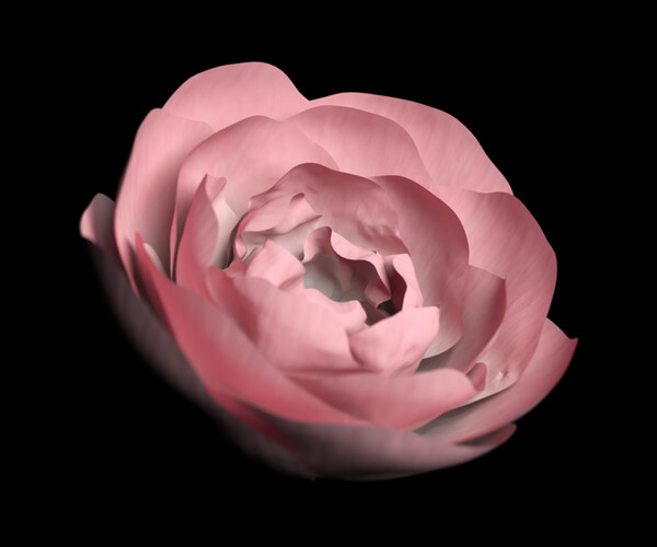 ArtStation - 5 Animated Blooming Flowers | Resources