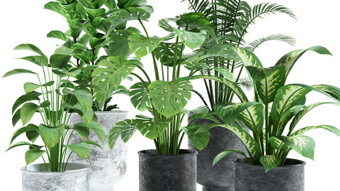 plants set 03