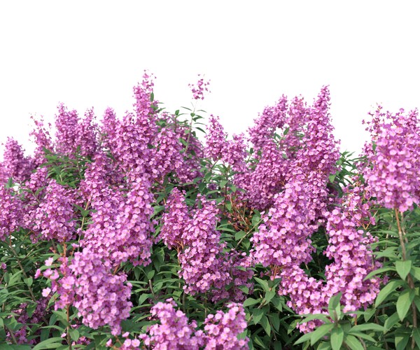 ArtStation - Tree-Crape myrtle No 2 with flowers | Resources