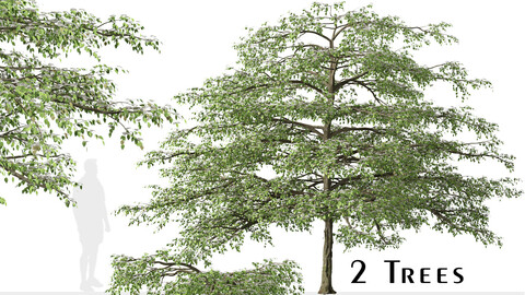 Set of Pagoda dogwood Tree (Cornus alternifolia) (2 Trees)