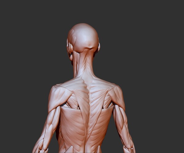 2018AW■新品■Supreme■Female Anatomy Model Supreme Male/Female Anatomy Model Clear FW18 (FW18A7) One