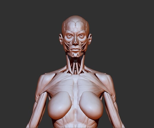 New Supreme 4D Master Human Anatomy Model Female Transparent