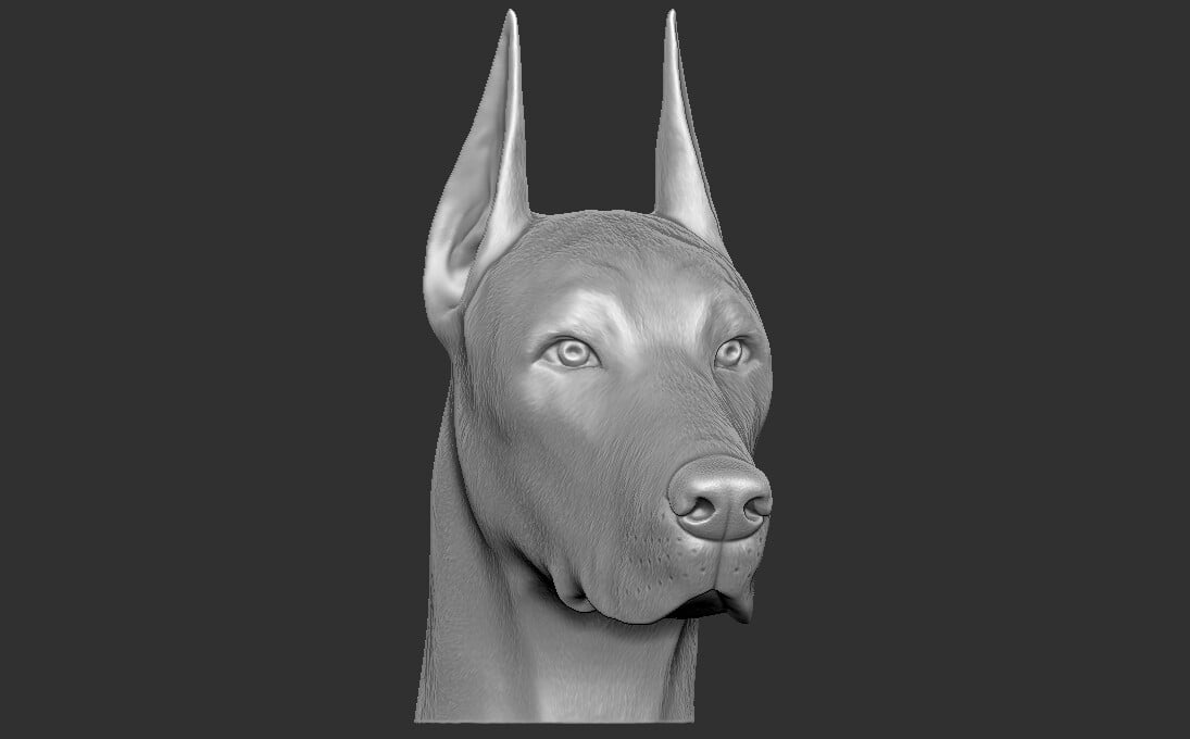 ArtStation - Dobermann head for 3D printing | Resources