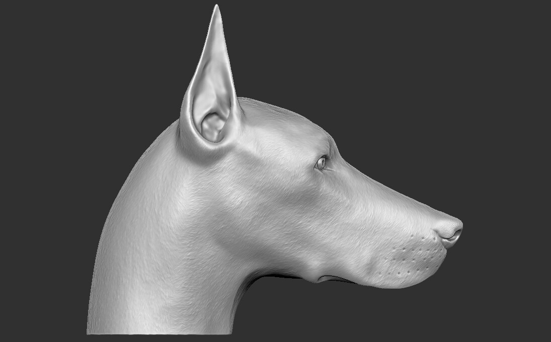 ArtStation - Dobermann head for 3D printing | Resources