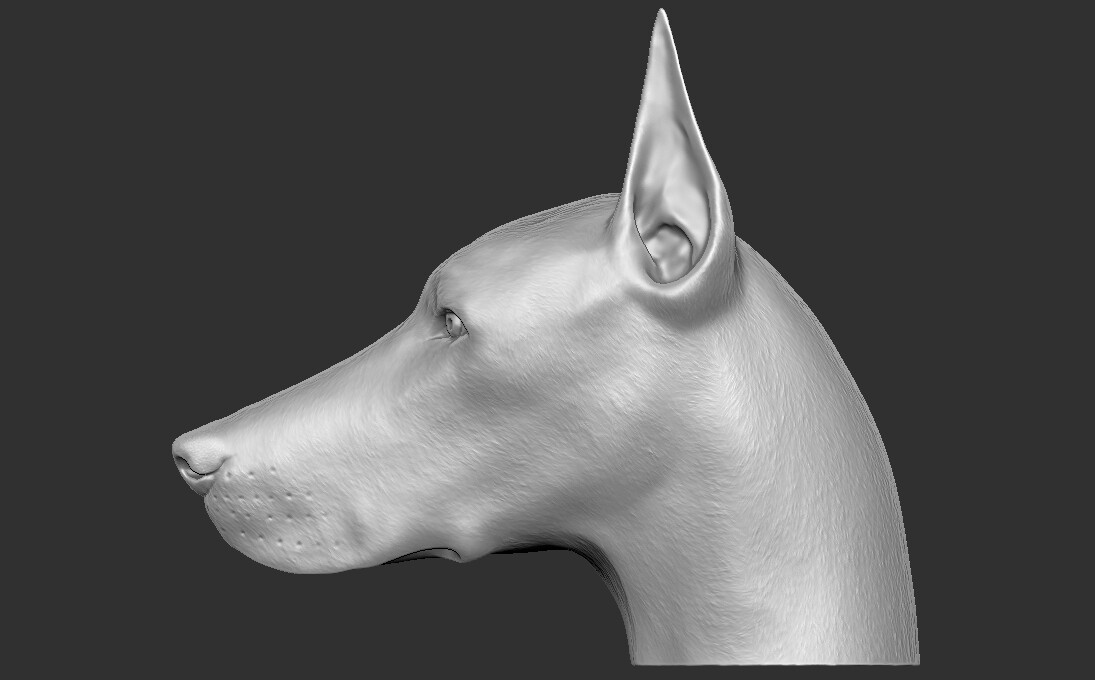 ArtStation - Dobermann head for 3D printing | Resources