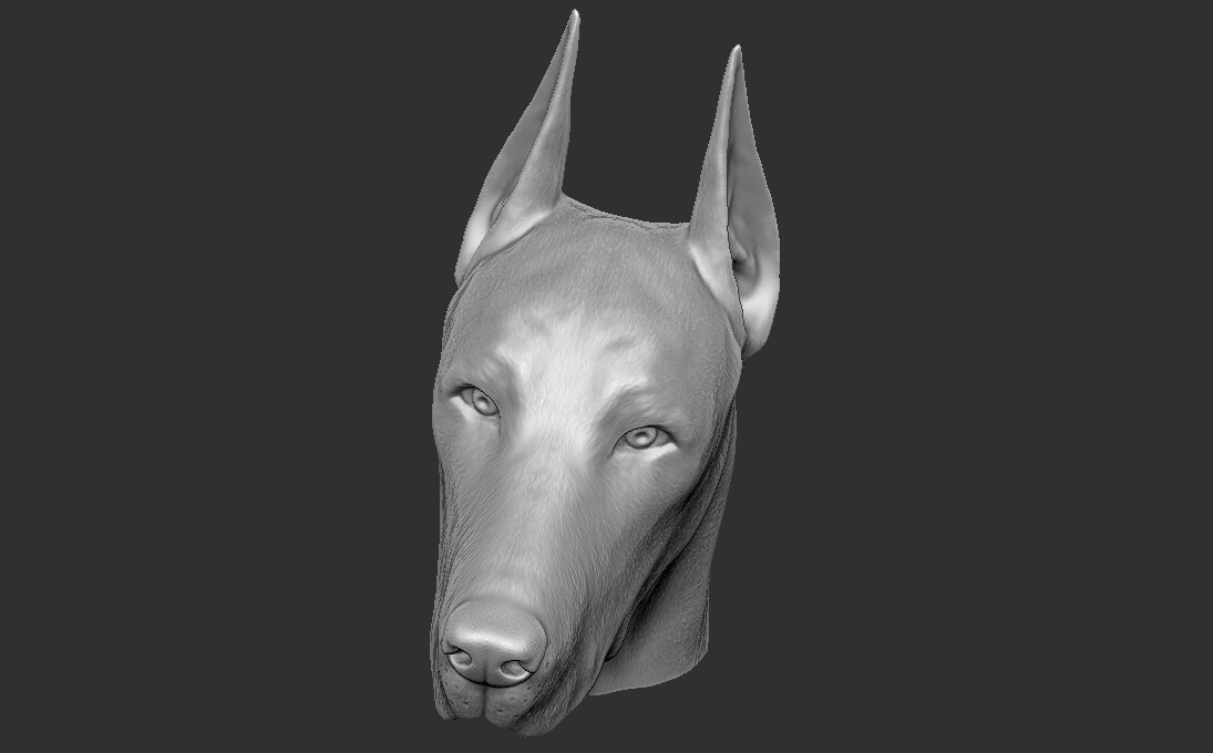 ArtStation - Dobermann head for 3D printing | Resources