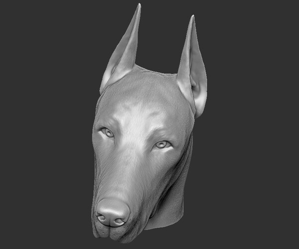 ArtStation - Dobermann head for 3D printing | Resources