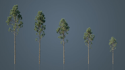 Tall Pine Trees