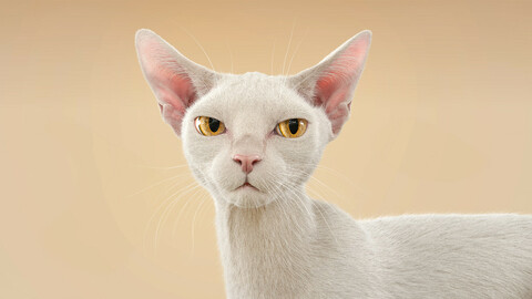 Cat White Fur Shorthair Rigged XGen Core