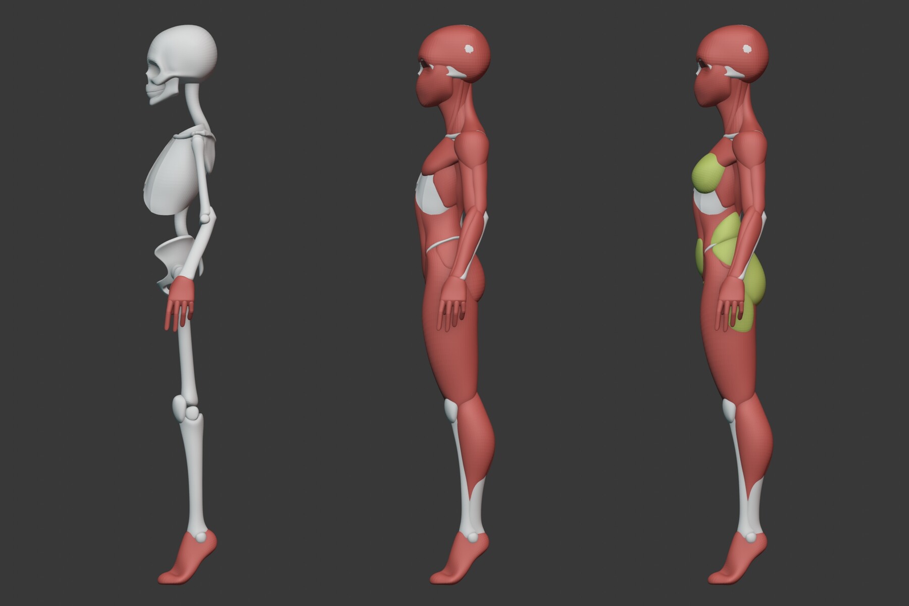 Artstation Stylized Female Anatomy Resources