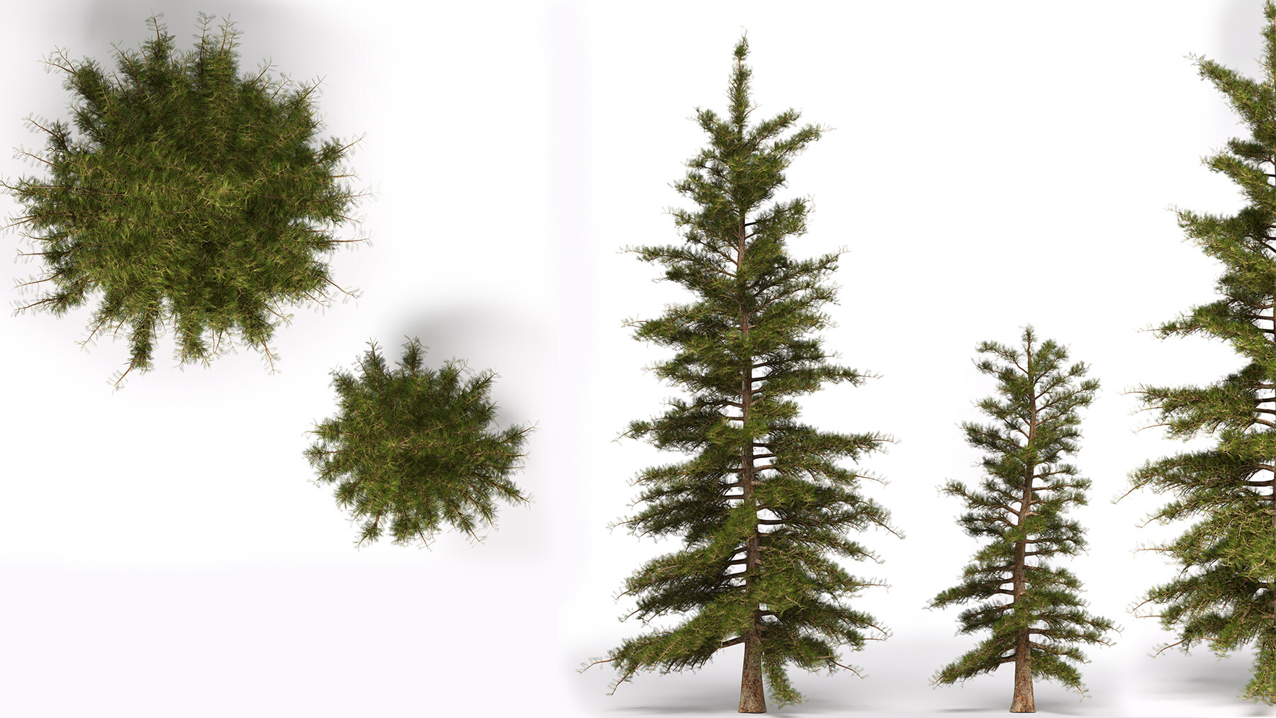 ArtStation - Pine Trees | Resources