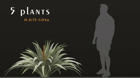 Set of Astelia chathamica Plants (Silver spear) (5 Plants)