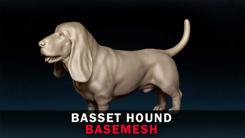 Basset Hound Basemesh 3D model