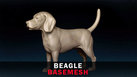 Beagle Basemesh 3D model