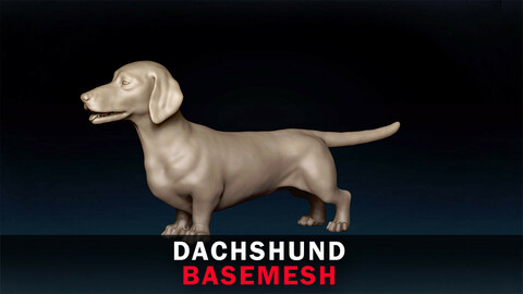 Dachshund Basemesh 3D model