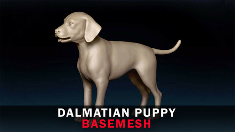 Dalmatian Puppy Basemesh 3D model