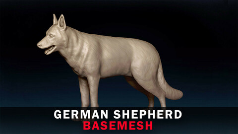 German Shepherd Basemesh 3D model