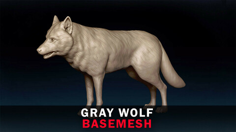 Gray Wolf Basemesh 3D model