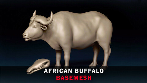 African Buffalo Basemesh 3D model