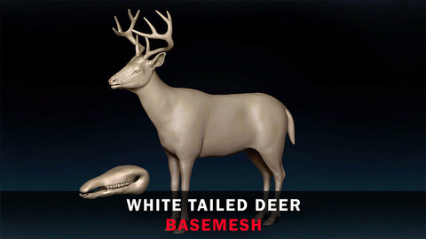 White Tailed Deer Basemesh 3D model