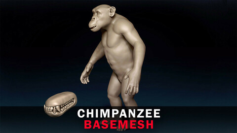 Chimpanzee Basemesh 3D model