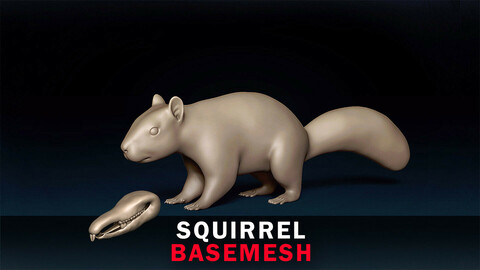 Squirrel Basemesh 3D model