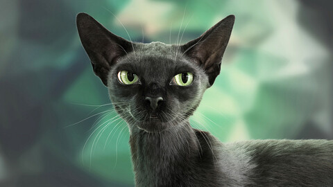 Cat Black Fur Shorthair Animated XGen Core