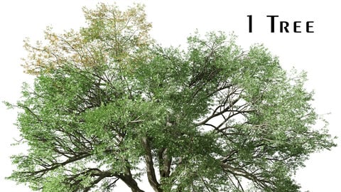 Valley oak Tree (Quercus lobata) (1 Tree)