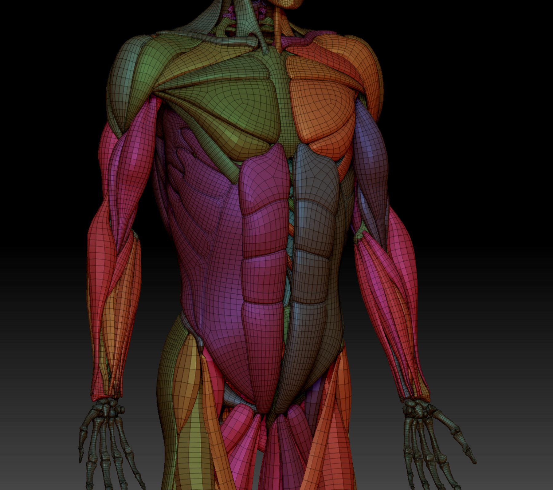 ArtStation - 3D muscle and bone | Resources