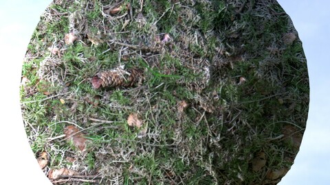 Forest Ground 18 PBR Material