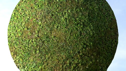 Grass 14 PBR Material