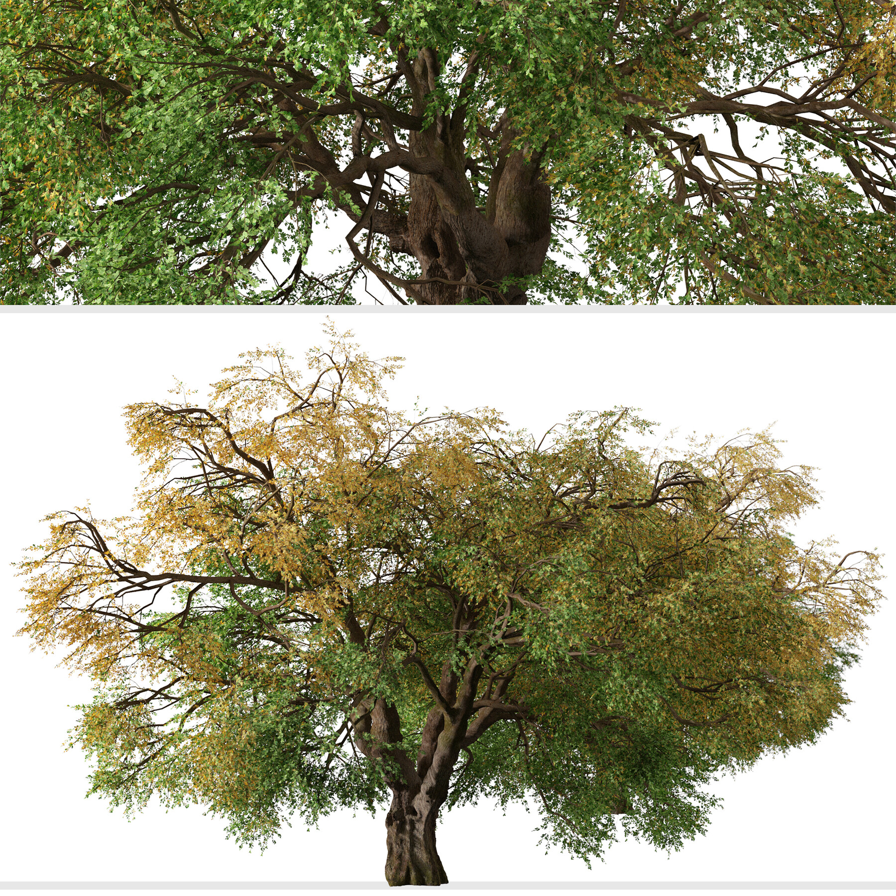 ArtStation - California black oak Tree (Quercus kelloggii) (1 Tree) |  Resources