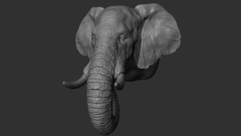 Elephant head