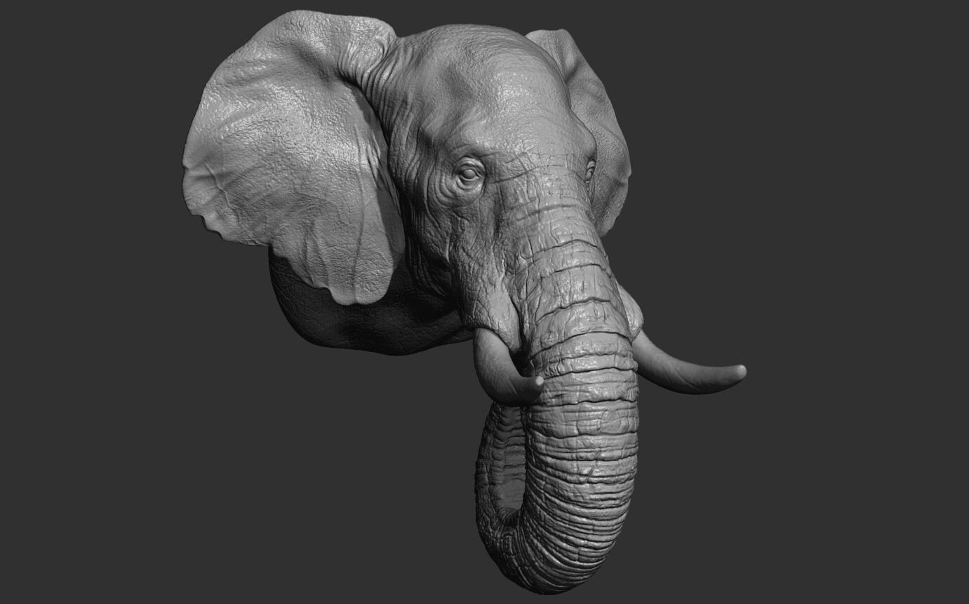 ArtStation - Elephant head | Resources