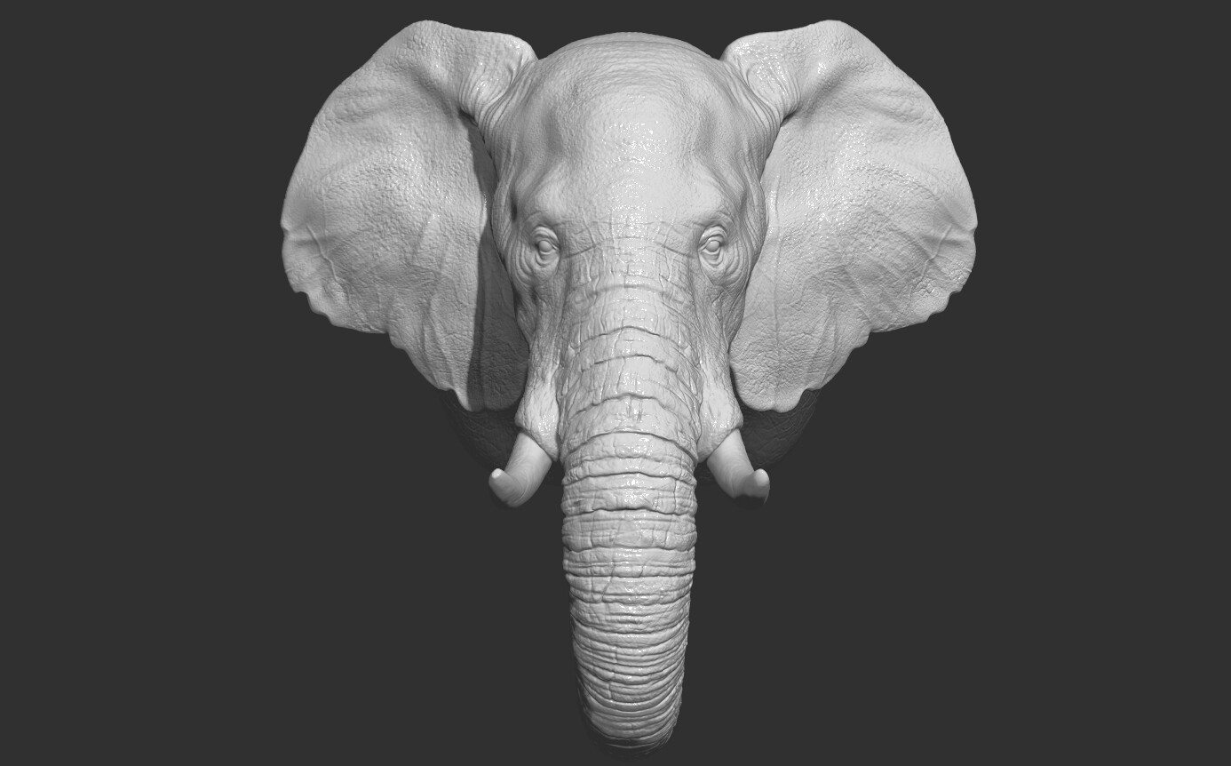ArtStation - Elephant head | Resources