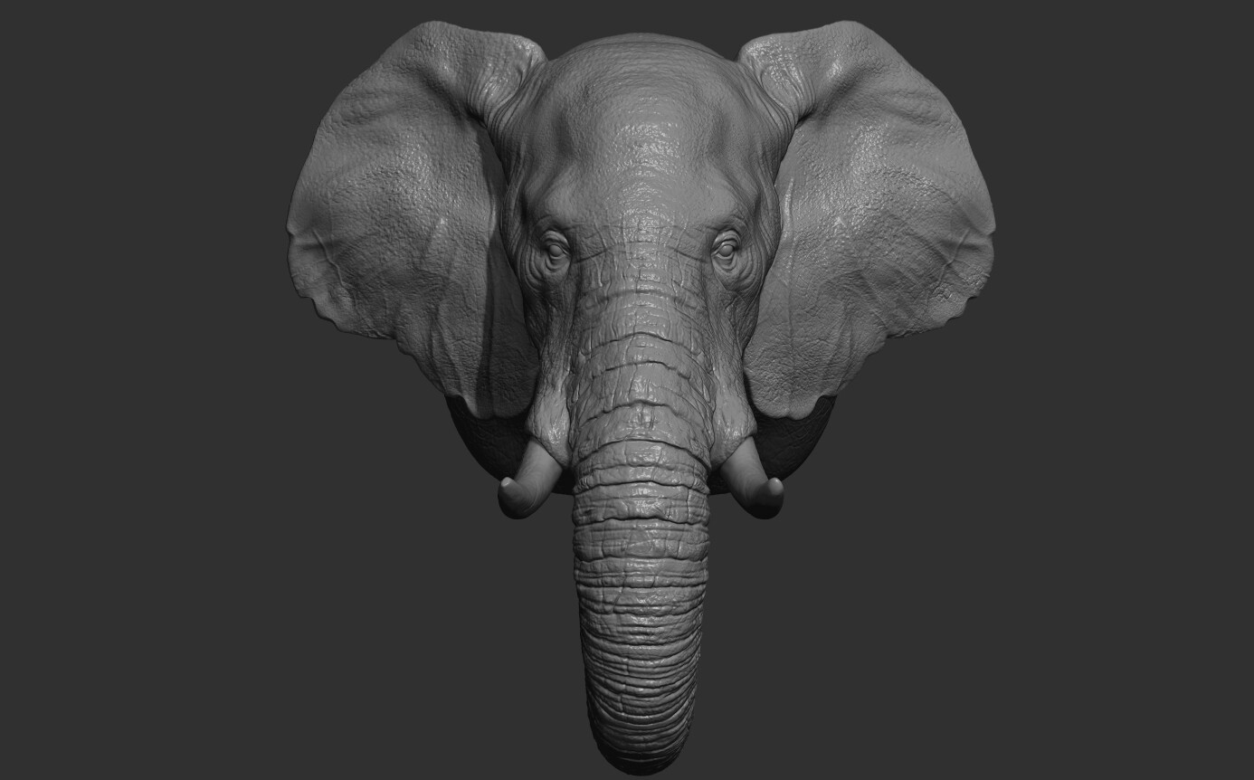 ArtStation - Elephant head | Resources