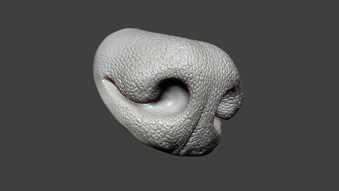 Dog Nose ZBrush Sculpt