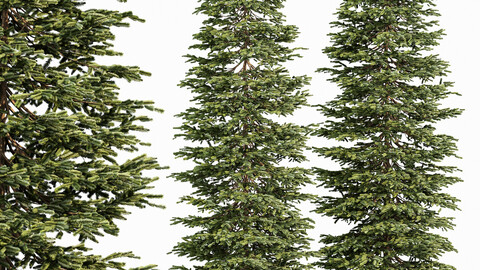 Black Spruce Picea Mariana Pine