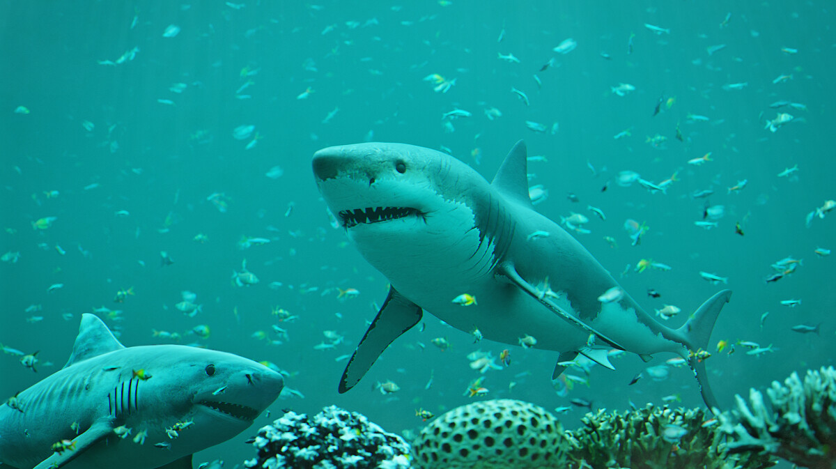ArtStation - Sharks | Resources