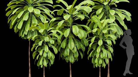 Broad Leaved Palm Lily Cordyline Petiolaris