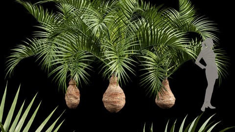 Bottle palm tree hyophorbe lagenicaulis