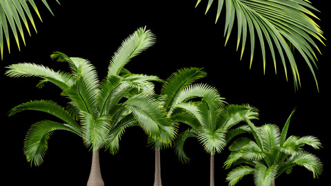 Bottle Palm Tree Hyophorbe lagenicaulis Tall