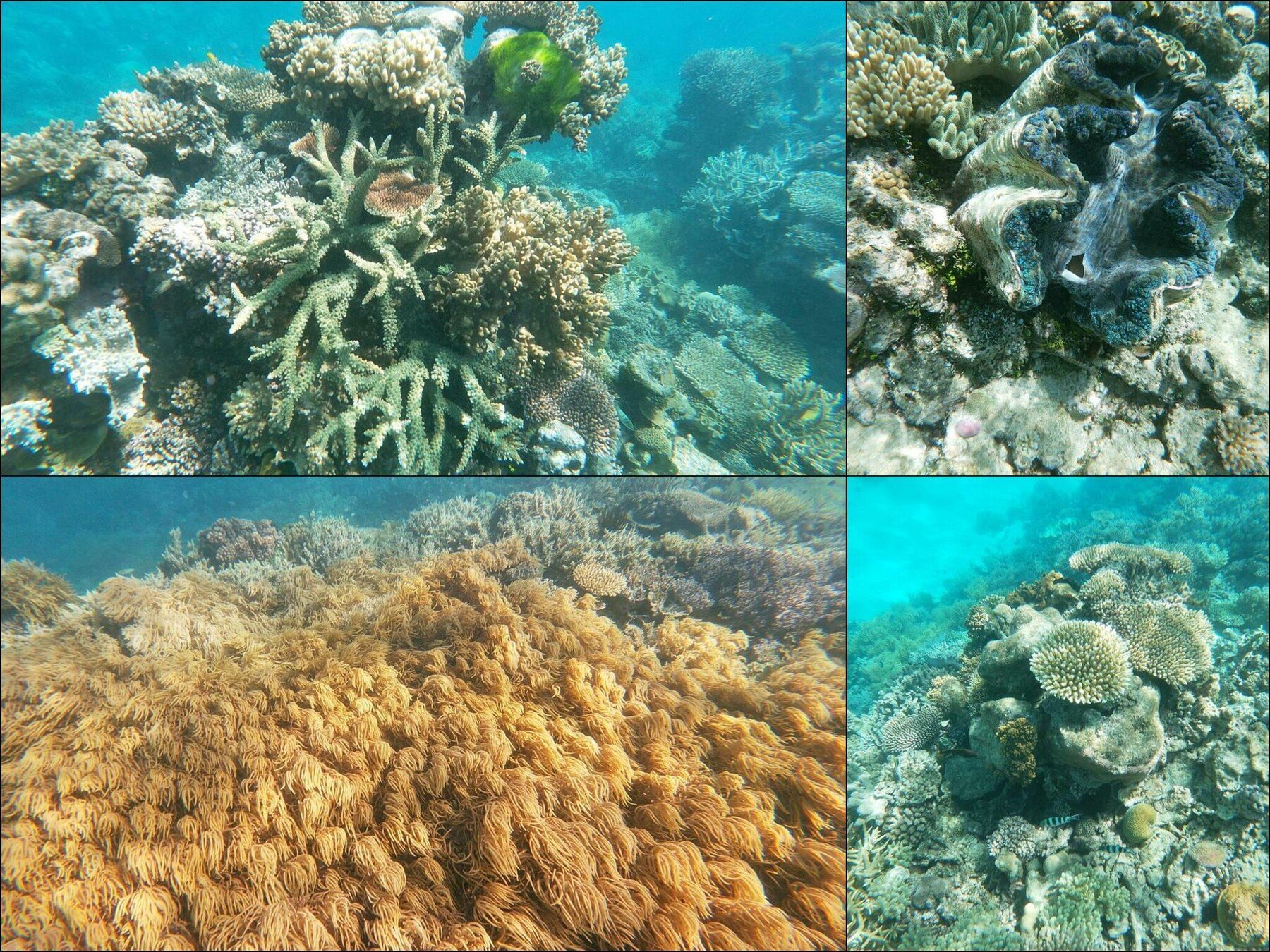 ArtStation - 564 photos of Great Barrier Coral Reef Clear Water | Resources