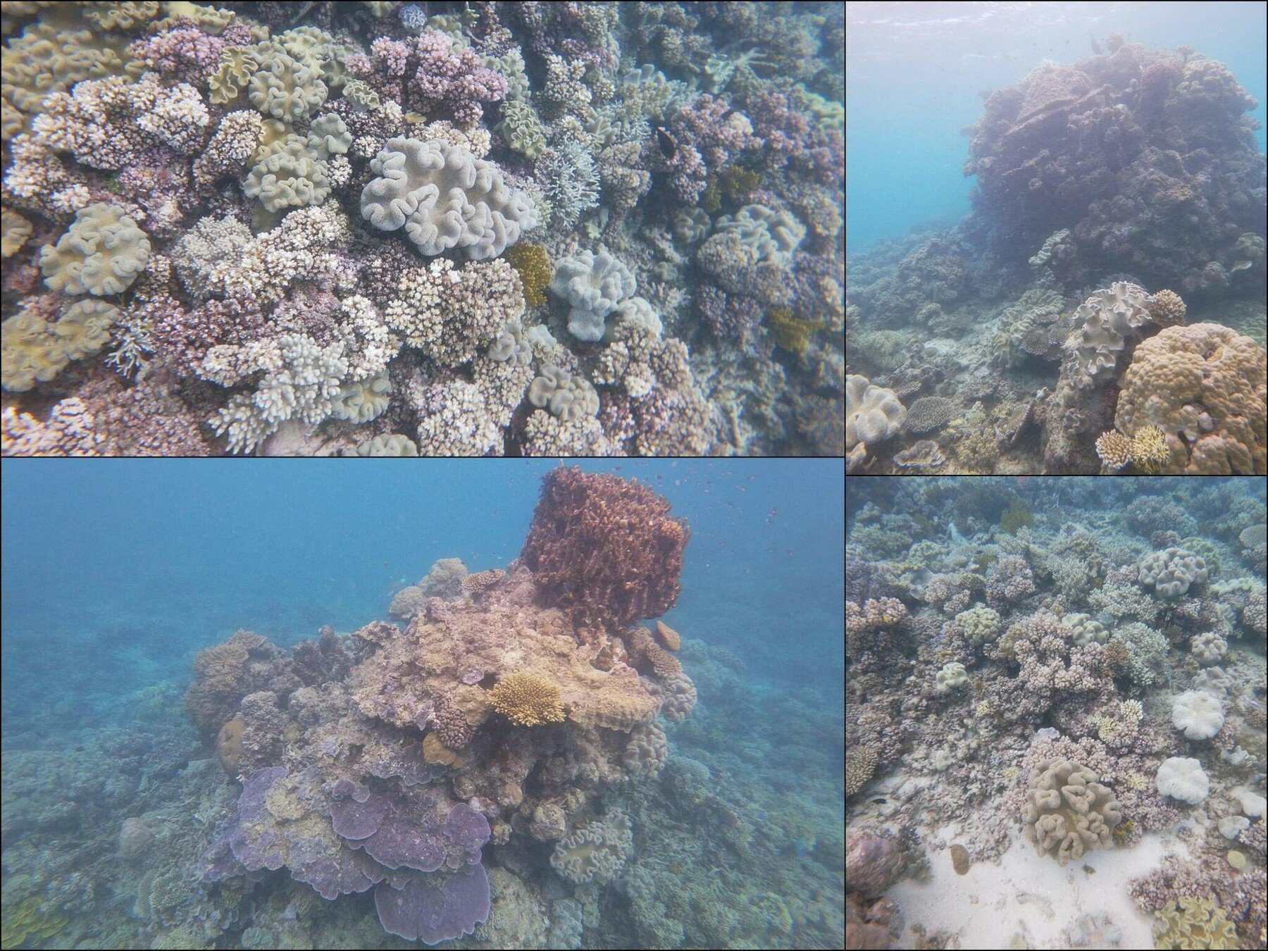 ArtStation - 390 photos of Great Barrier Coral Reef Columns and Floor ...