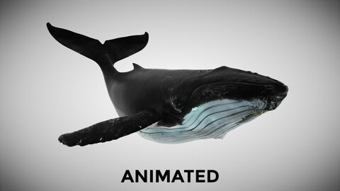 Humpback Whale 3DS Max Octane FBX OBJ support