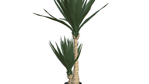 YUCCA TREE