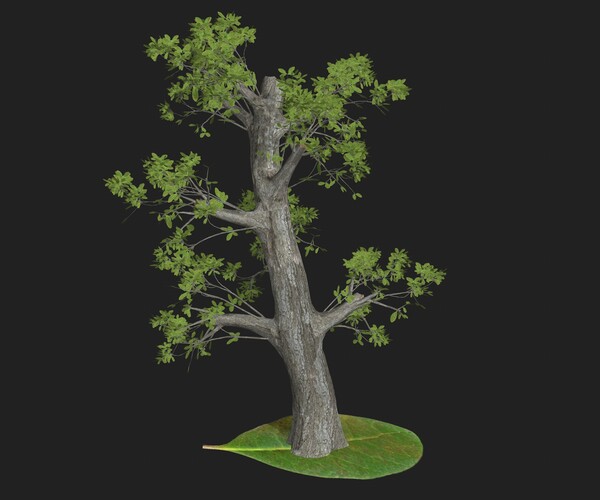 ArtStation - Old tree | Resources