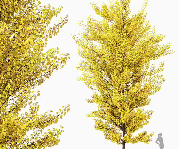 ArtStation - Maidenhair Tree Ginkgo Biloba Fall Gardens | Resources